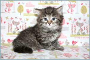 Male Siberian Kitten from Deedlebug Siberians